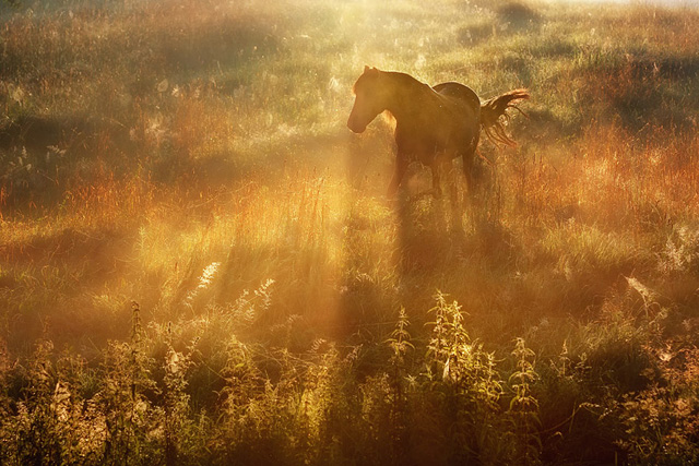 Beautiful-Horse-in-Sun