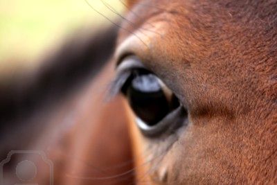 5456602-close-up-view-of-chestnut-horse-as-sun-is-going-down