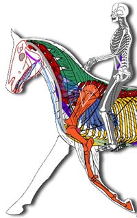 horse-rider-skeleton-1